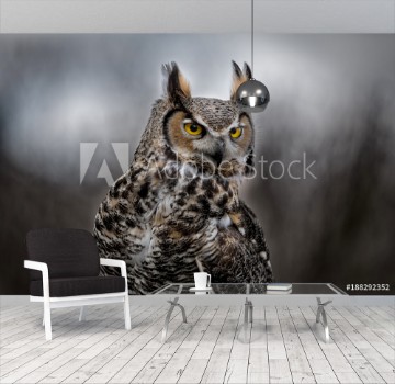 Picture of Grey Horned Owl